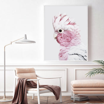 50cmx70cm Pink Galah White Frame Canvas Wall Art