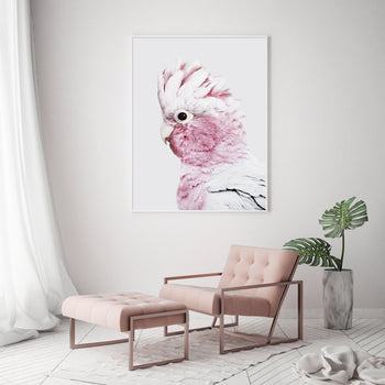 50cmx70cm Pink Galah White Frame Canvas Wall Art